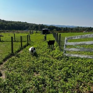 Meet your Posher, Caroline